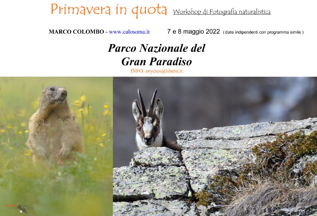 workshop di fotografia naturalistica, Parco Nazionale Gran Paradiso